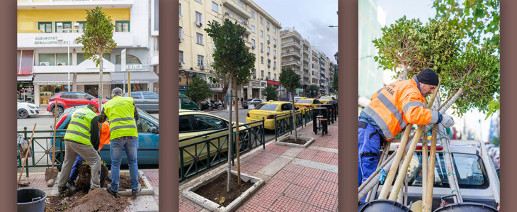 Είκοσι δύο νέα δέντρα φυτεύθηκαν στο Πασαλιμάνι από τον Δήμο Πειραιά – Συνεχιζόμενες δράσεις για τη φροντίδα και την ενίσχυση  του πρασίνου στην πόλη